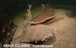 Maiting Angel Sharks captured at Deep Sea World Fife, Sco... by Mike Clark 